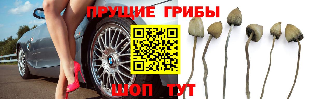Псилоцибиновые грибы Cubensis Набережные Челны